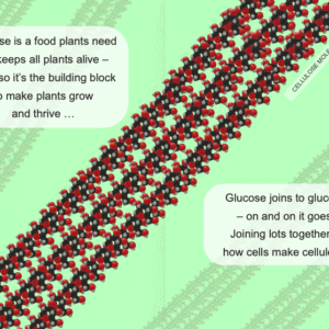Rhyme & Reason: How Do Plants Grow? - Image 2