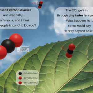 Rhyme & Reason: How Do Plants Grow? - Image 4